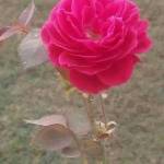 Gull Nawaz Shah Muhammad