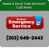 Expert Tree Service In Danbury I 24/7 Emergency Tree Services Danbury CT I Christian Tree Service