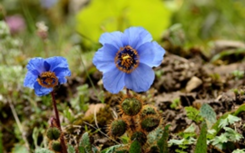 3 Popular Destinations for Wildflower Tours in China