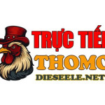 ĐÁ GÀ TRỰC TIẾP THOMO HÔM NAY