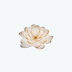 Lotus at Queensway Medical