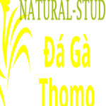 Đá Gà Trực Tiếp Thomo