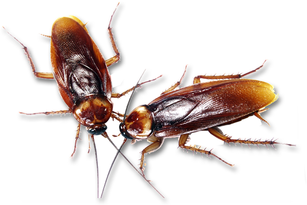 Roach Removal in Las Vegas | Roach Exterminator Las Vegas
