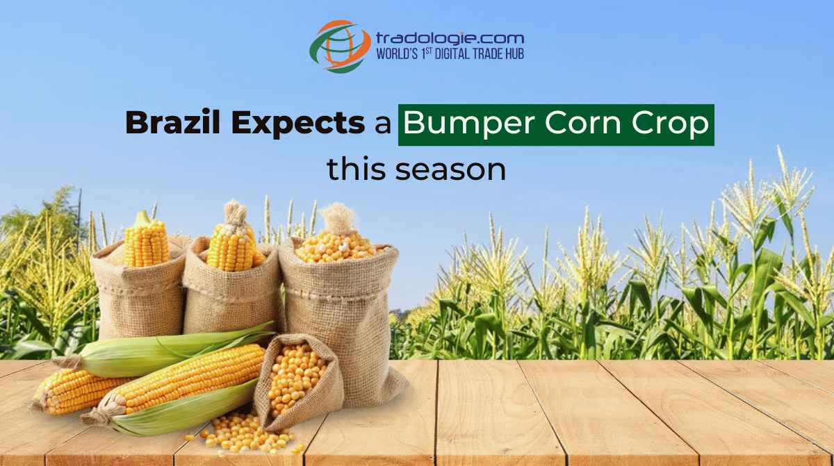 Brazil's Corn Crop is Expected To Be Bumper This Season