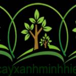 Cây XanhCây Xanh Minh Hiếu