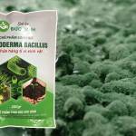 NấmNấm Trichoderma